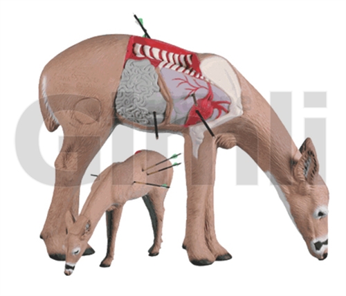 Rinehart Target 3D Anatomy Deer